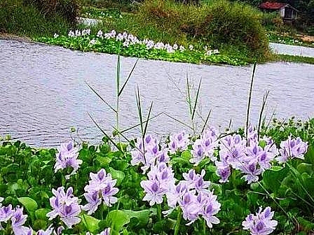 Tử vi 12 con giáp ngày 26/7/2022