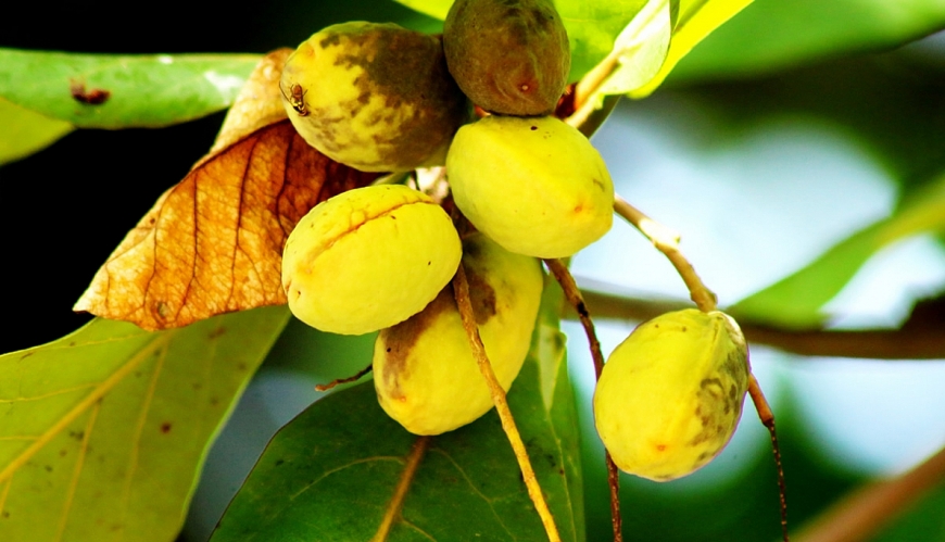 Tử vi 12 con giáp ngày 28/7/2022: Hôm nay tuổi Sửu có vận khí tốt