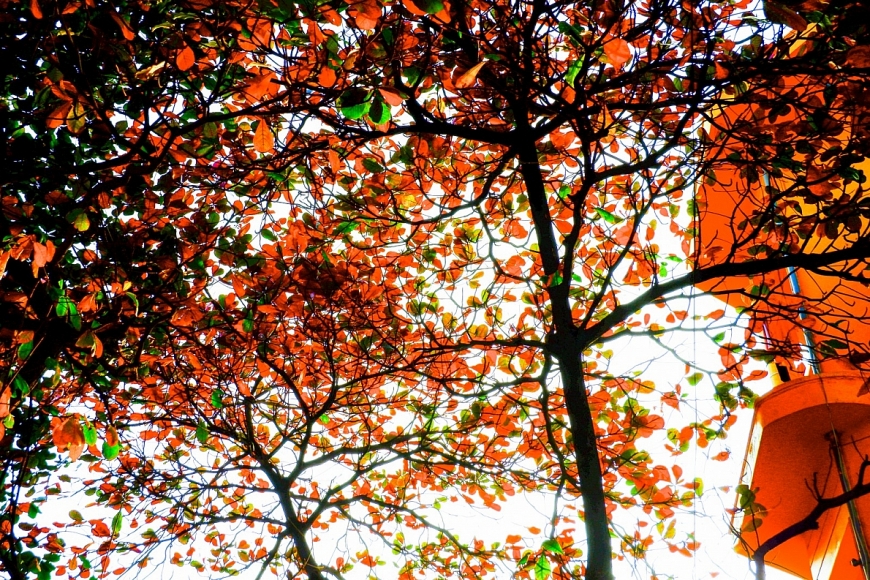 Tử vi 12 con giáp ngày 28/7/2022: Hôm nay tuổi Sửu có vận khí tốt