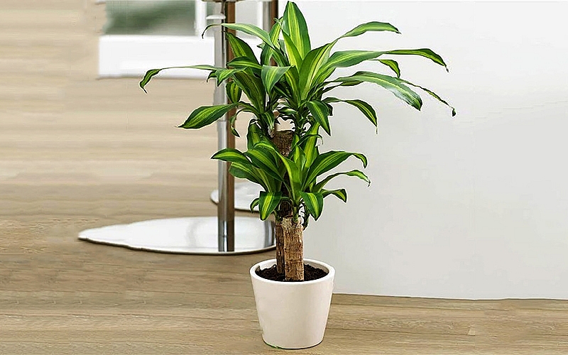 Tử vi 12 con giáp ngày 12/8/2022