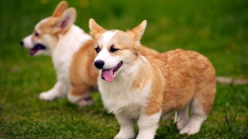 Tử vi 12 con giáp ngày 18/8/2022