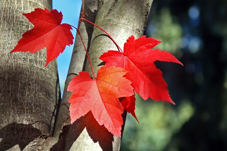 Tử vi 12 con giáp ngày 7/11/2022. Ảnh minh hoạ