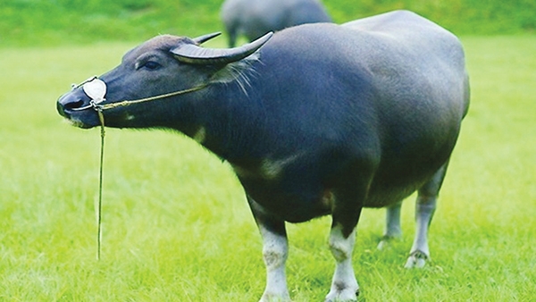 Tử vi 12 con giáp ngày 7/11/2022. Ảnh minh hoạ