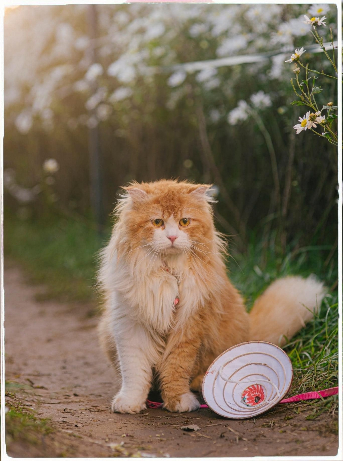 Tử vi 12 con giáp ngày 9/11/2022. Ảnh minh hoạ: Ảnh minh hoạ: Lăng Khả Ngân và Quang Phiêu 