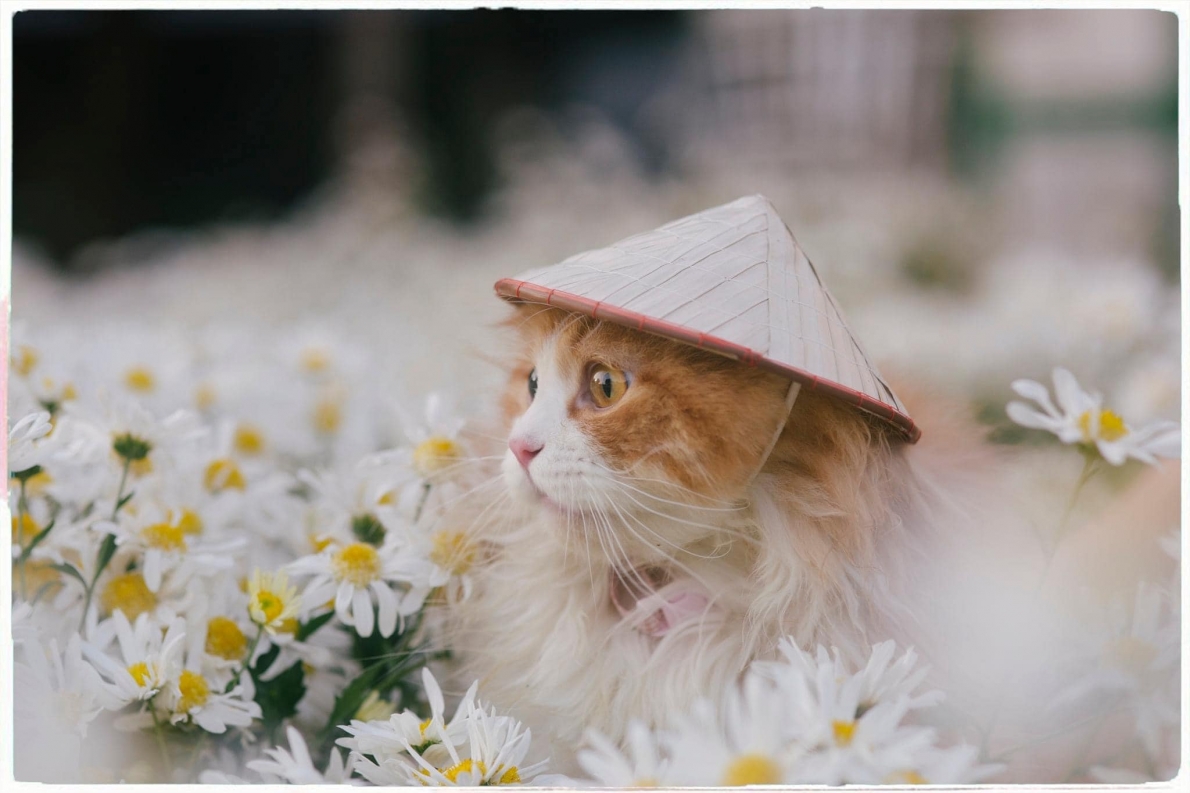 Tử vi 12 con giáp ngày 9/11/2022. Ảnh minh hoạ