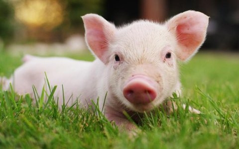 Tử vi 12 con giáp ngày 29/11/2022. Ảnh minh hoạ