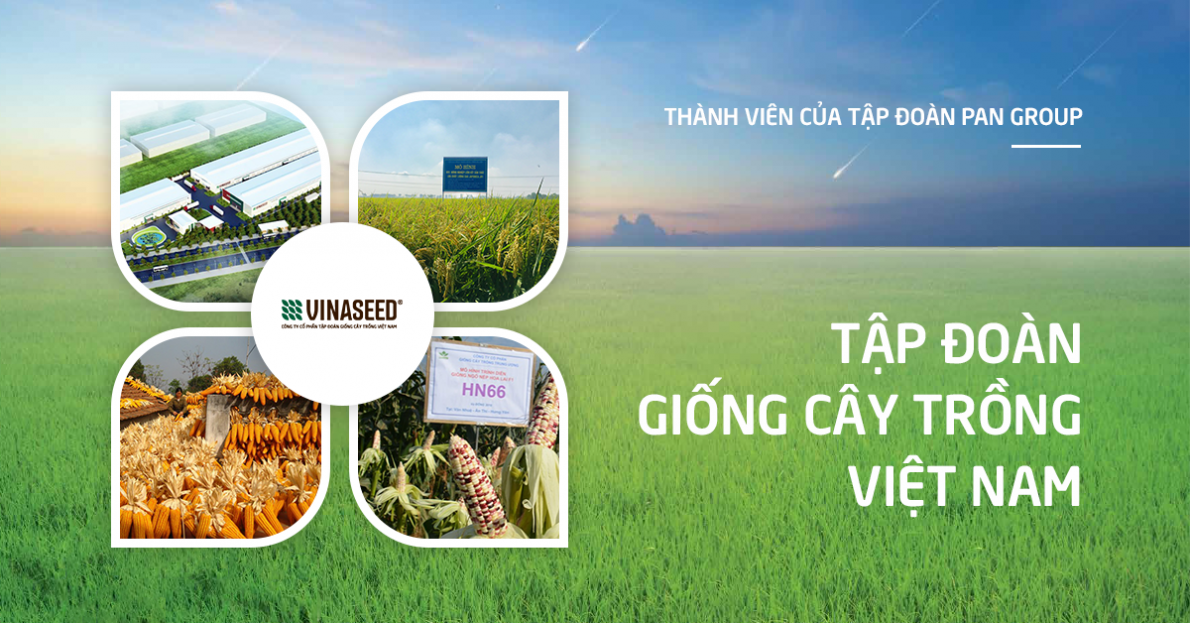 CTCP Tập đoàn Giống cây trồng Việt Nam bị phạt và truy thu 333 triệu đồng