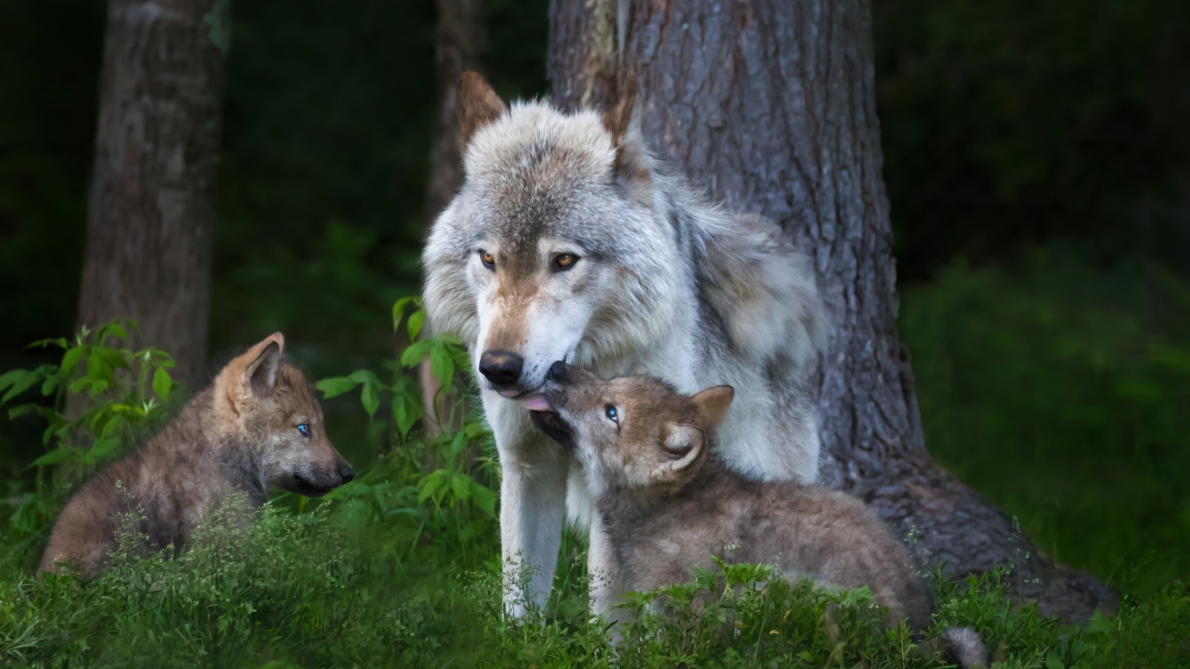 Tử vi 12 con giáp ngày 2/12/2022. Ảnh minh hoạ: Getty Images