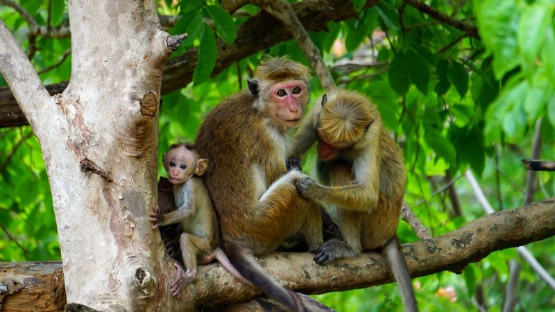 Tử vi 12 con giáp ngày 8/12/2022. Ảnh minh hoạ