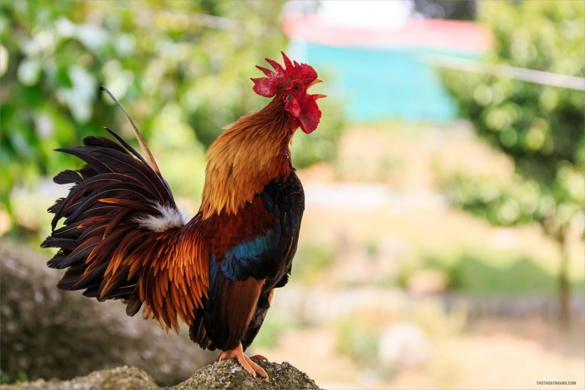 Tử vi 12 con giáp ngày 9/12/2022. Ảnh minh hoạ