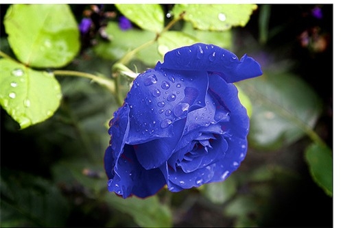 Tử vi 12 con giáp ngày 10/12/2022. Ảnh minh hoạ