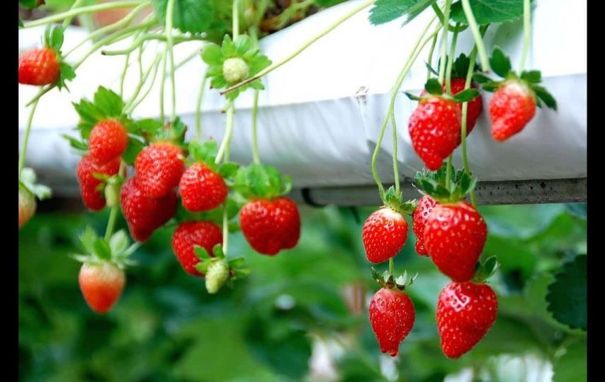 Tử vi 12 con giáp ngày 11/12/2022. Ảnh minh hoạ