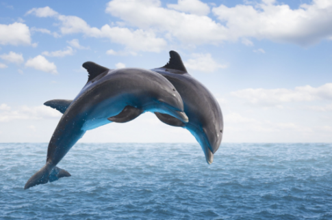 Tử vi 12 con giáp ngày 12/12/2022. Ảnh minh hoạ