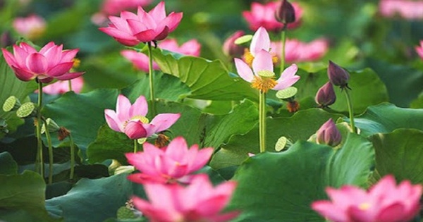 Tử vi 12 con giáp ngày 22/12/2022. Ảnh minh hoạ