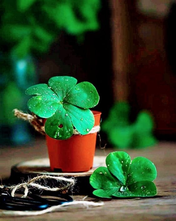 Tử vi 12 con giáp ngày 25/12/2022. Ảnh minh hoạ