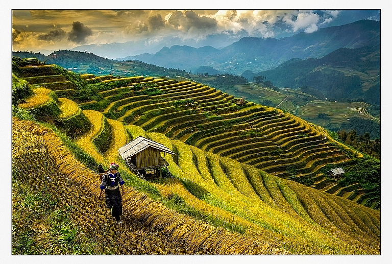 Ruộng bậc thang Mù Cang Chải được xếp hạng di tích quốc gia đặc biệt. Ảnh: Vũ Chiến