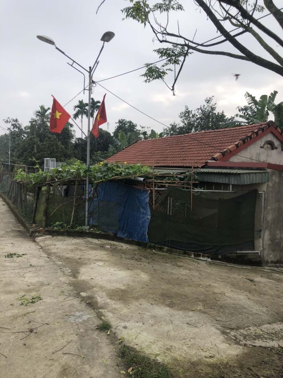 Thừa đất số 145 tờ bản đồ số 01, diện tích 272m2 của cụ Trần Phi tín xã giải tỏa nhà và 96,6m2 đất, bồi thường 270 triệu đồng giao cho bà Trần Thị Tùng, hiện còn 175,4m2 cấp cho bà Tùng 