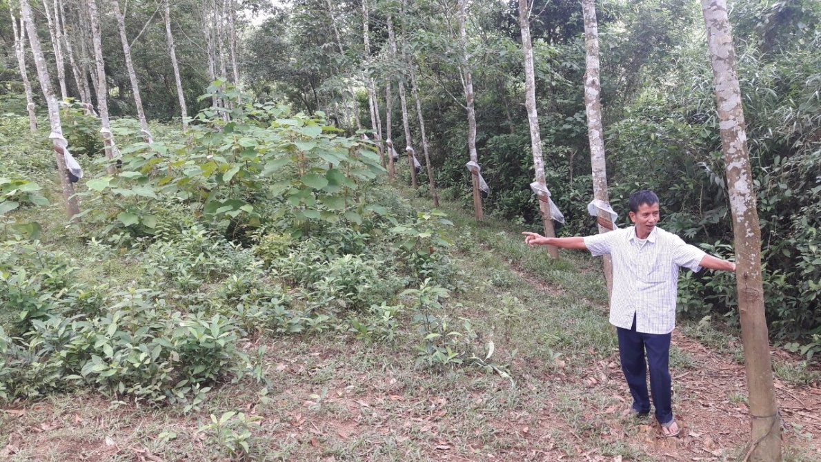 Ranh giới đất rừng giáp ông Nghiêm và những cây cao su của Công ty Cao su được trồng năm 2009, đang phát triển xanh tốt trên đất của Tổ kinh tế Truông Giữa