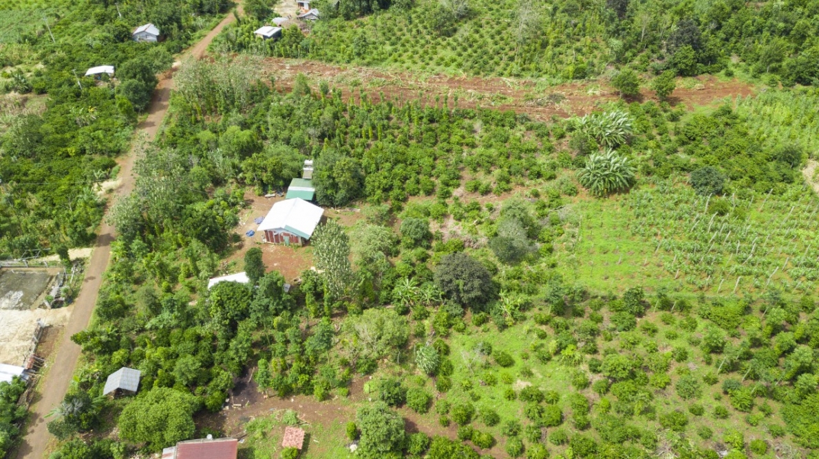 Quang cảnh khu vườn bị chặt phá