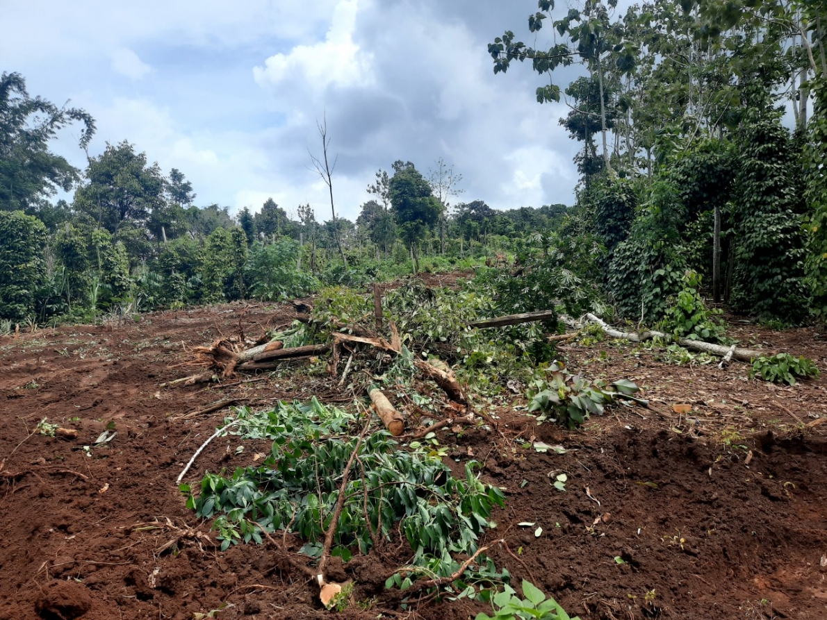 Cây cối trong vườn của ông Minh, bà Quy bị chặt phá vứt ngổn ngang