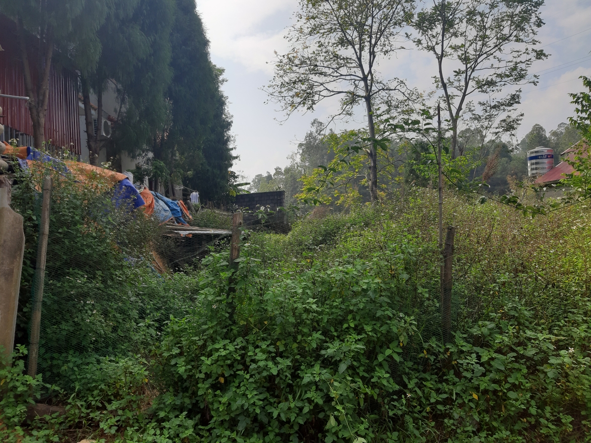 Phía sau ngôi nhà, hiện vẫn là vườn trống