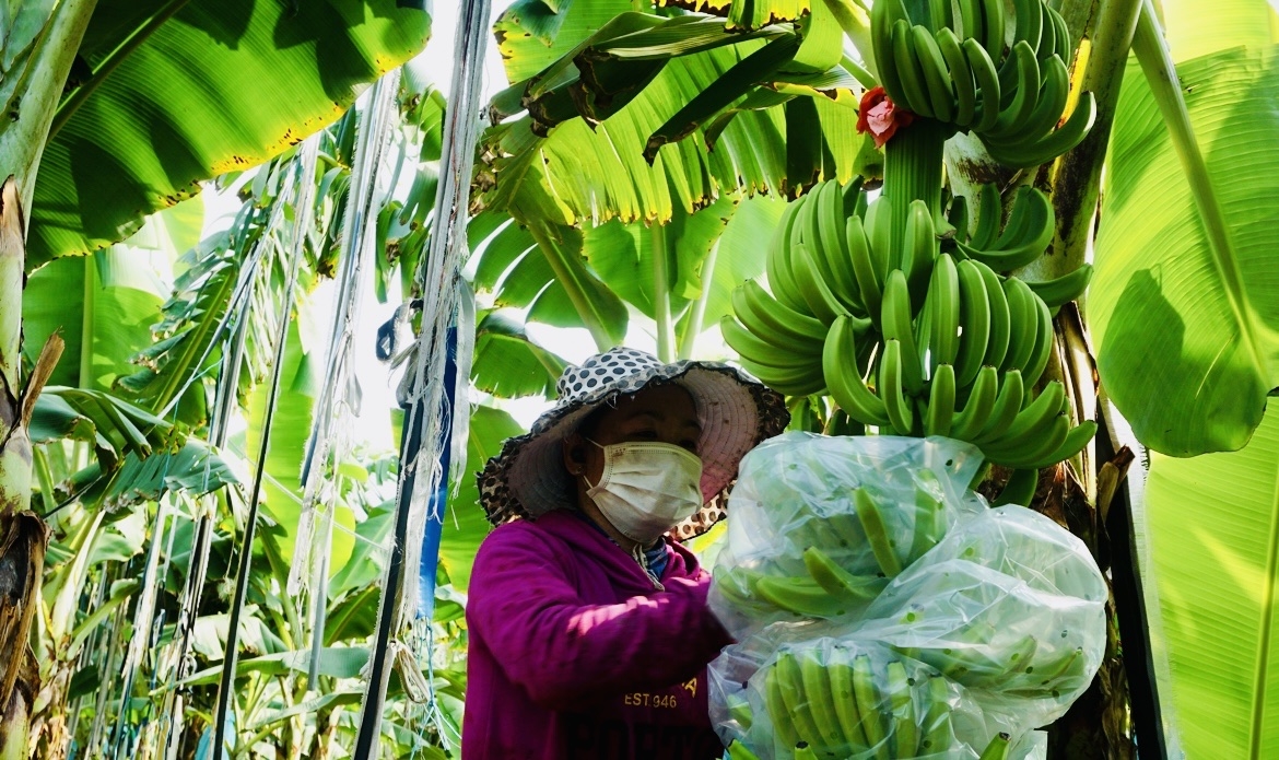 Từ nông dân thành doanh nhân nhờ vườn chuối được đầu tư bài bản