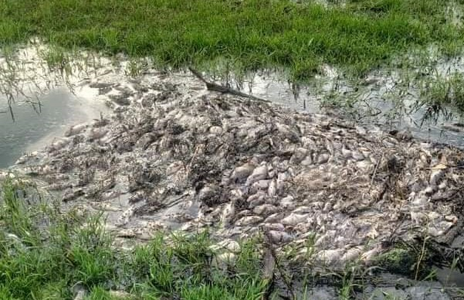 Cá tự nhiên tại các ao hồ, kênh mương tại Khu công nghiệp Phong Điền (Thừa Thiên Huế) chết hàng loạt thời gian qua. Ảnh: N.T.