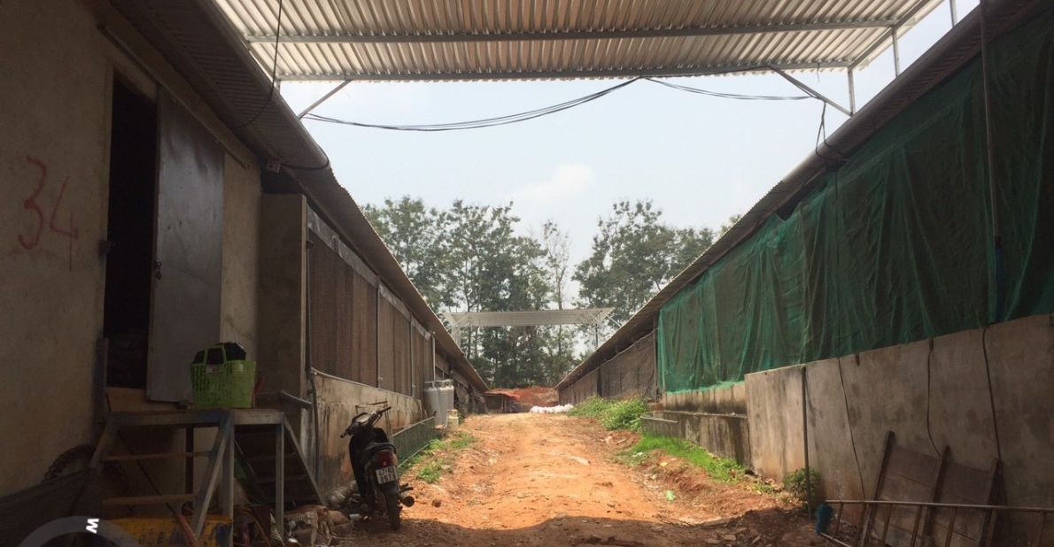 Người Công ty Japfa Comfeed Việt Nam đơn phương thay đổi chính sách, người nuôi gà thương phẩm thua lỗ, ôm nợ.