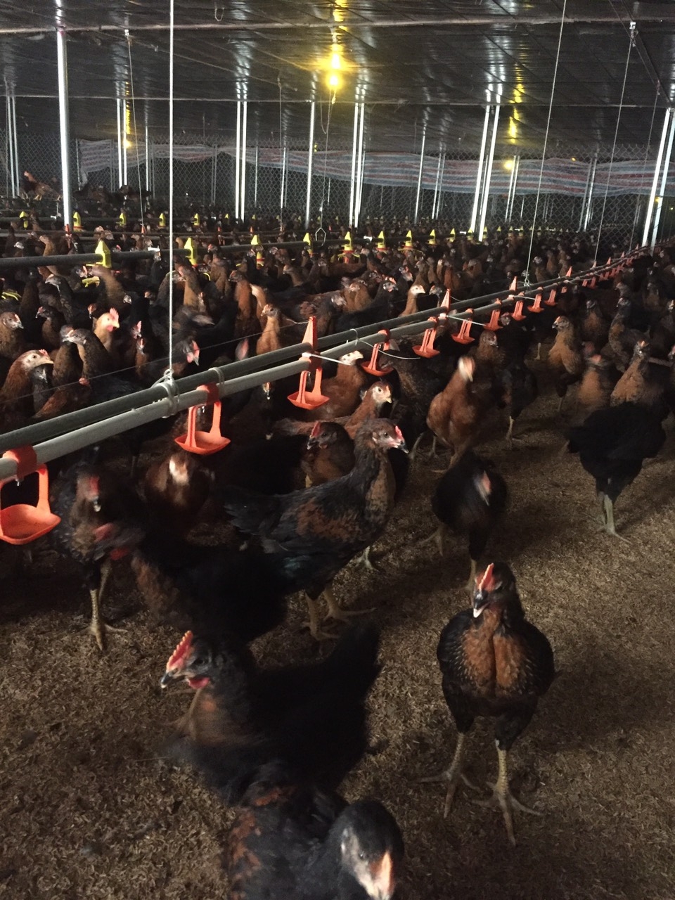 Người Công ty Japfa Comfeed Việt Nam đơn phương thay đổi chính sách, người nuôi gà thương phẩm thua lỗ, ôm nợ.