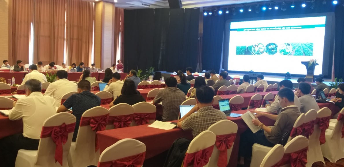 Tỉnh Đắk Lắk: Triển khai trồng dược liệu quý tại vùng đồng bào dân tộc thiểu số