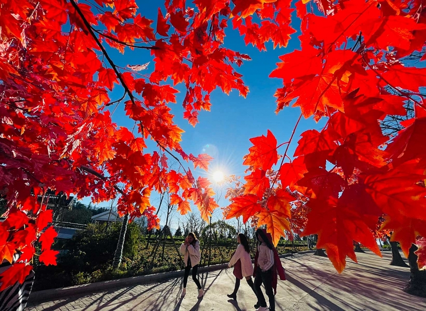 Dự báo có tuyết rơi cuối tuần này, du lịch Sa Pa lại “chiếm sóng”