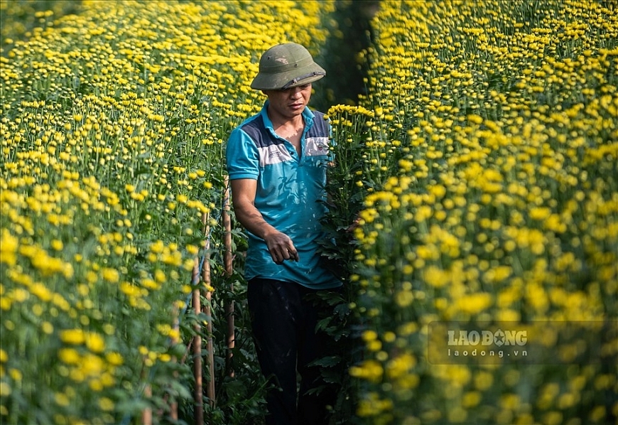 Hoa cúc tượng trưng cho sức khỏe, sự trường thọ, lòng hiếu thảo