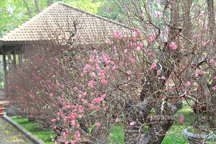 Hoa đào tượng trưng cho sự sinh sôi nảy nở...