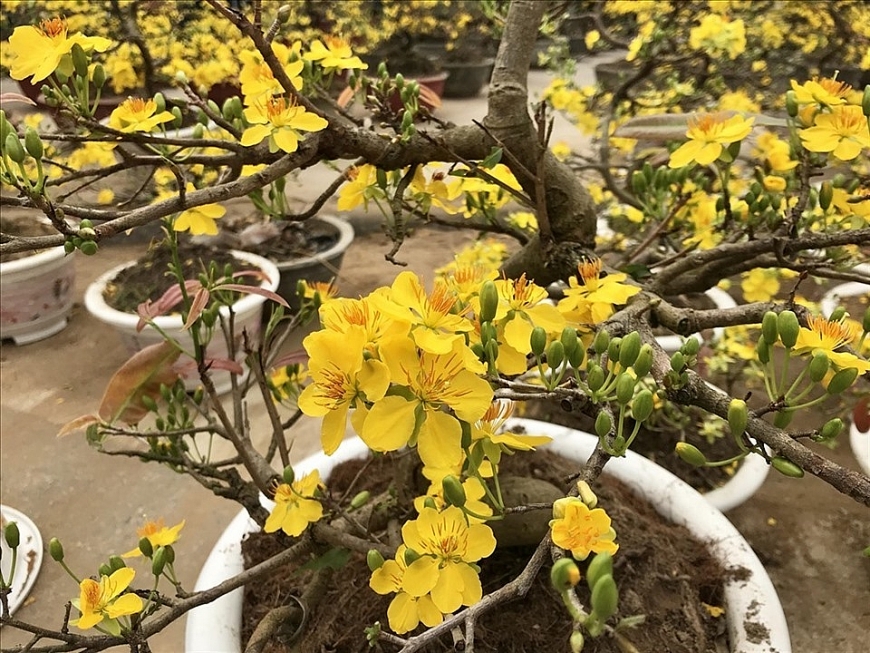 Hoa Mai chơi Tết tượng trưng cho may mắn, thiện lành. Ảnh: H. Trang