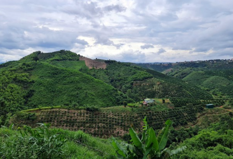 Được giao hơn 3.000 ha rừng trên địa bàn huyện Đắk G'long nhưng Viện Khoa học Lâm nghiệp Nam Trung Bộ và Tây Nguyên đã để mất hơn 2.000ha. 