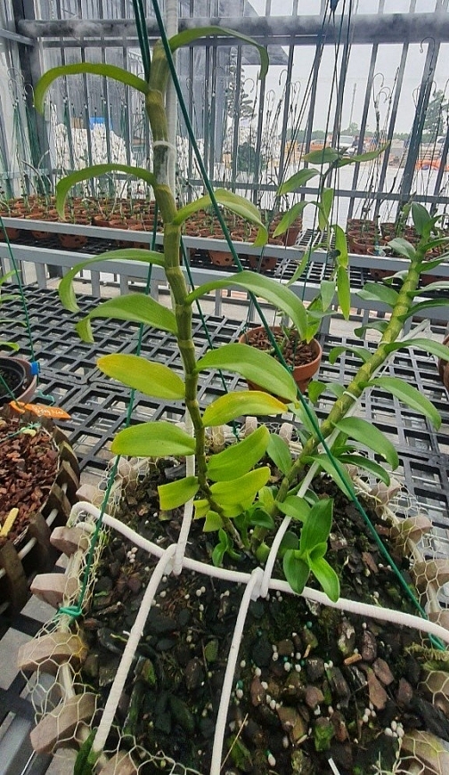 Một cây lan đột biến trong vườn lan var Đất Mỏ ở thị xã Đông Triều, tỉnh Quảng Ninh. Ảnh: CTV