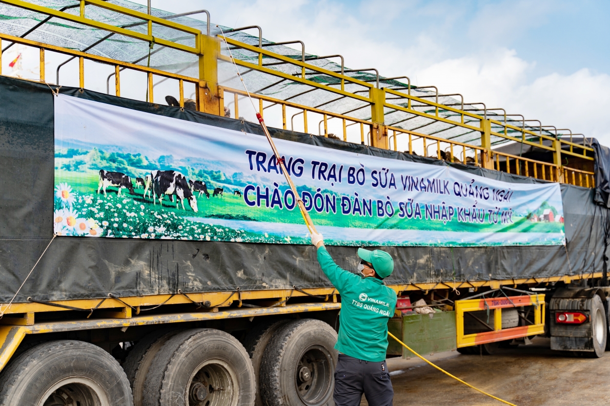 Các công tác khử khuẩn và sát trùng được Vinamilk thực hiện nghiêm ngặt trong toàn bộ quá trình tiếp nhận bò 