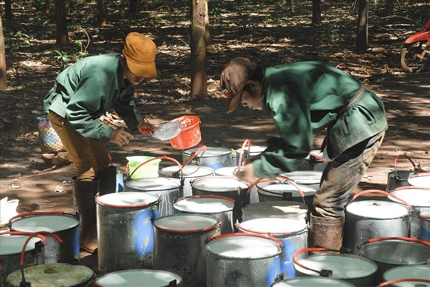 Nhiều công nhân cao su mong muốn giảm tuổi đời và số năm đóng BHXH để đủ điều kiện hưởng lương hưu hàng tháng. Ảnh Nam Dương