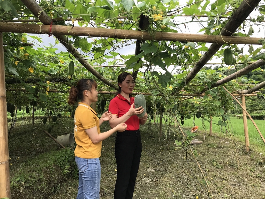 Đại diện WinCommerce làm việc cùng bà con tại Vườn bí xanh thơm Bắc Kạn 