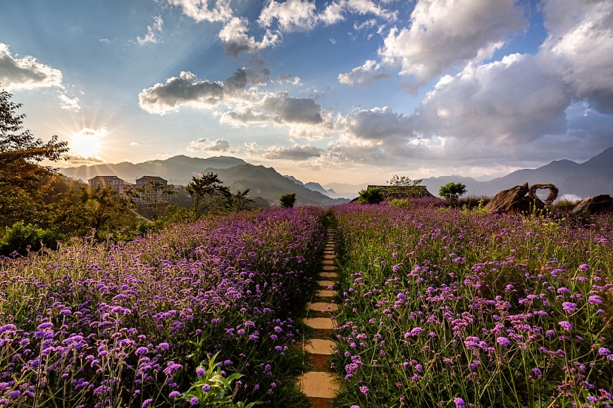 Đồi hoa tím nổi bật giữa đất trời Fansipan
