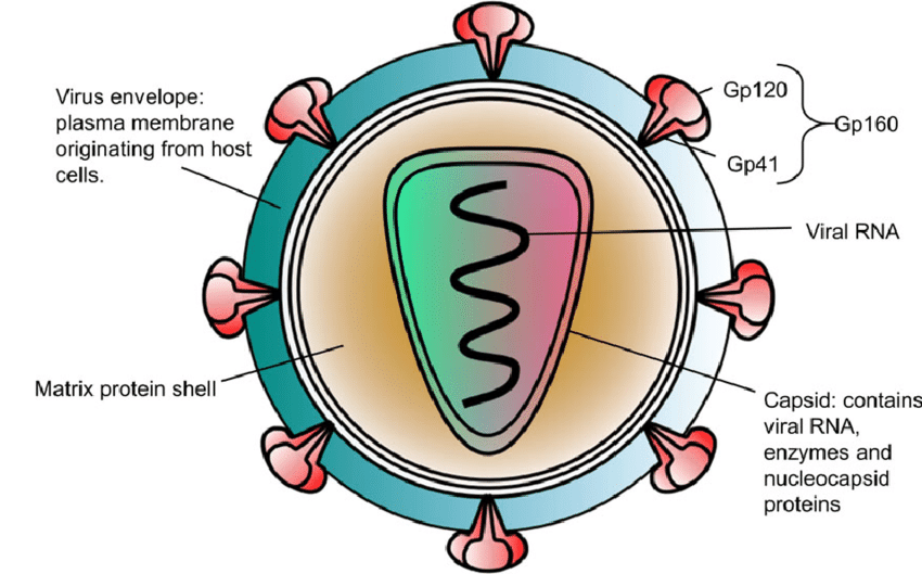 Minh hoạ về chủng virus HIV-1.