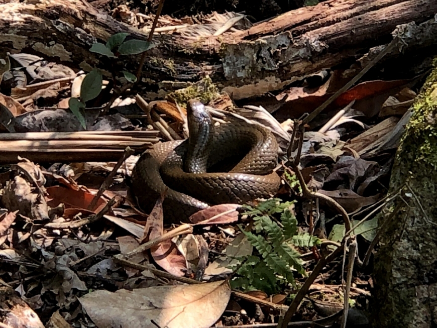 Rắn - đặc sản quái gở của rừng Hoàng Liên Sơn