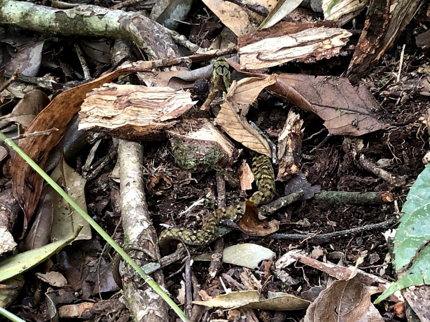 Rắn trên Fansipan có rất nhiều loại