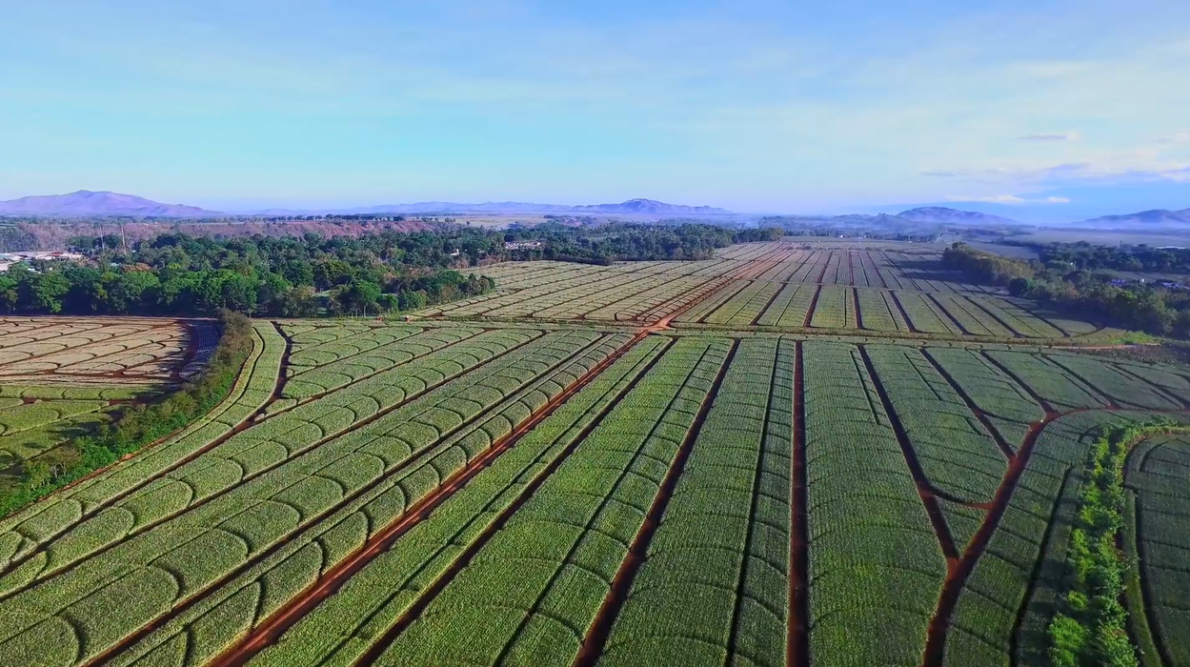  Trang trại dứa rộng 26.000 ha ở Bukidnon của Del Monte Philippines
