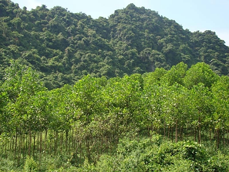 Tỉnh Ninh Bình xin chuyển mục đích sử dụng hơn 38ha rừng tự nhiên để khai thác đá vôi