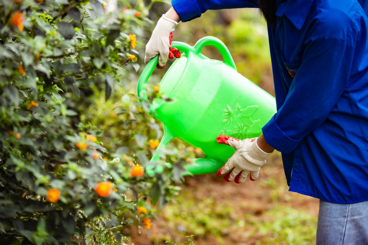 Hàng nghìn người xuống đường dọn rác, trồng cây vì Sa Pa xanh, sạch, đẹp