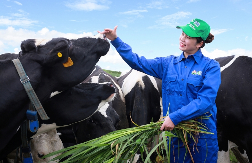 Hình 9: Mộc Châu, Sơn La được mệnh danh là thiên đường bò sữa của Việt Nam