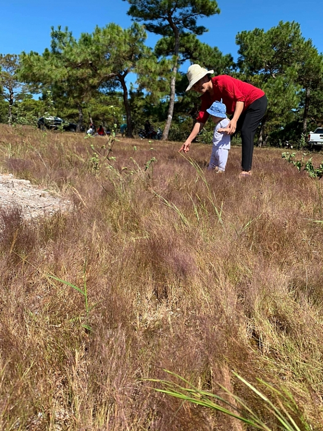 Nếu dự án được chấp thuận, đồi cỏ hồng tuyệt đẹp tại huyện Đăk Đoa sẽ bị mất đi vĩnh viễn.