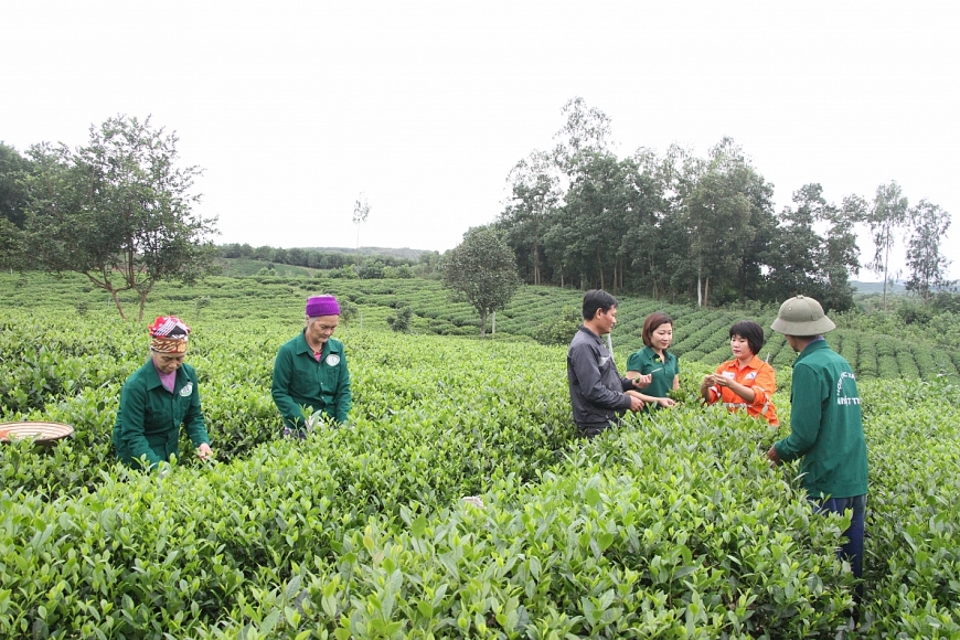 Đồng hành cùng người dân sản xuất chè an toàn, chè hữu cơ