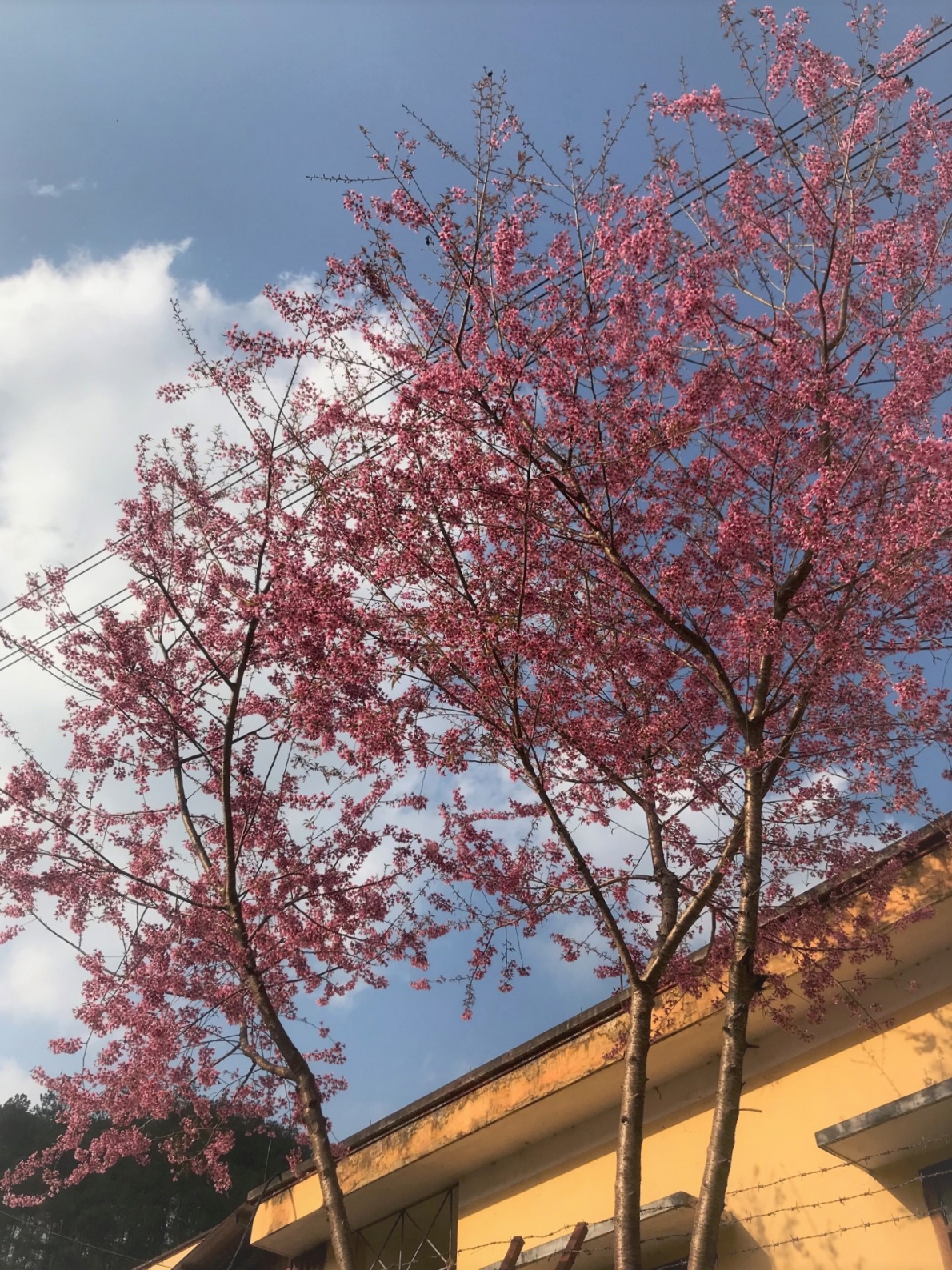 Đại biểu Quốc hội Lưu Bình Nhưỡng: Mang hơi ấm lên Dế Xu Phình